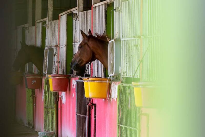 Caballos resultan con quemaduras tras incendio en el Hipódromo Camarero