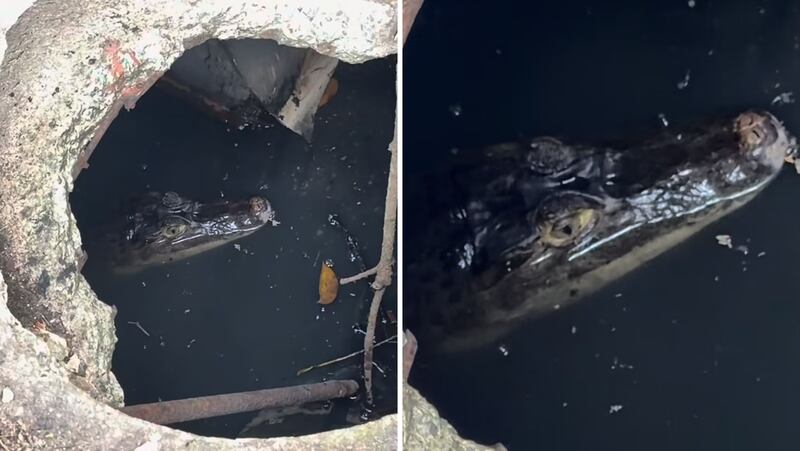 Manejo de Emergencias de Vega Baja no rechaza que haya una “microinvasión” de caimanes en el municipio