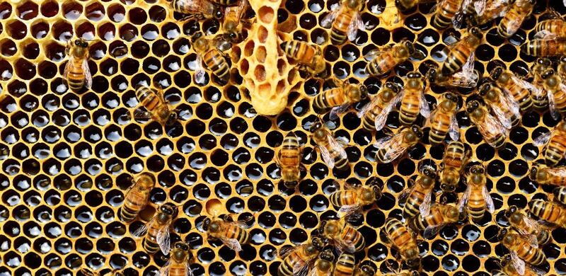 Jardín Botánico y Cultural de Caguas celebra la Semana de la Abeja con actividades educativas