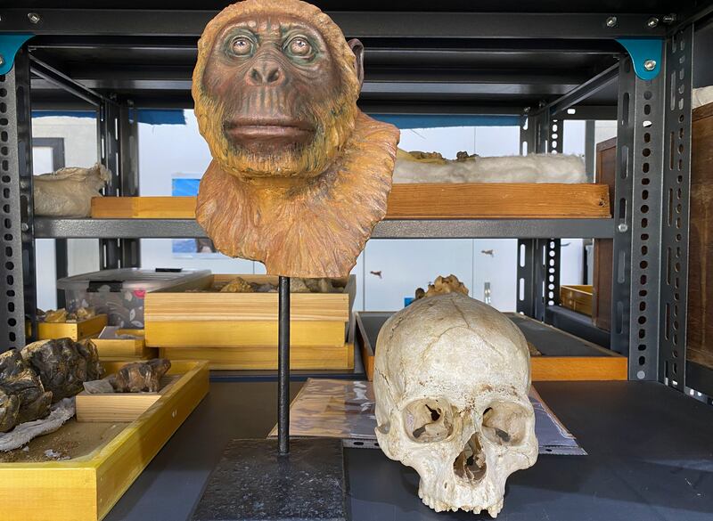Buscan en el desierto más claves del “abuelo” de los simios actuales