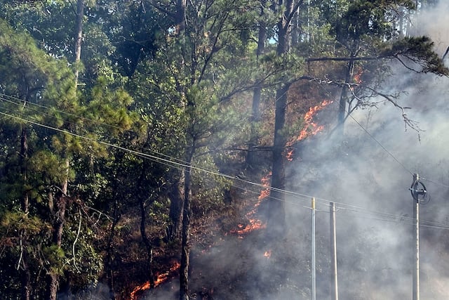 Industria de la madera en Honduras sobrevive entre incendios, tala ilegal y gorgojos