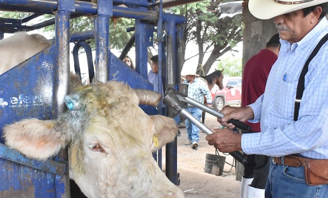 México libera 73.9 millones de moscas para frenar plaga del gusano barrenador del ganado