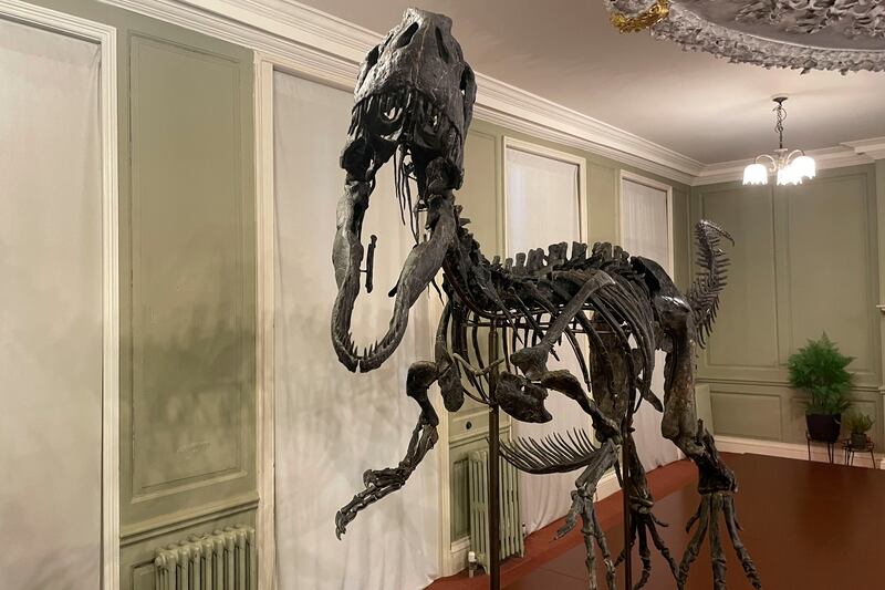 Exhiben por primera vez fósil de dinosaurio de 6 metros de largo