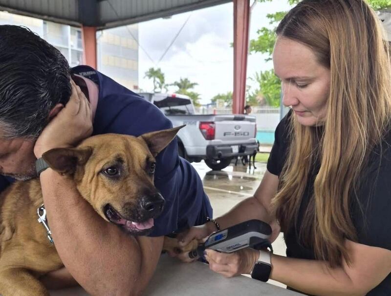¿Ya vacunaste a tu perro o gato? Este pueblo tendrá clínica a bajo costo