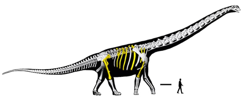‘El último titán’: Descubren en Tailandia al dinosaurio más grande del sudeste asiático