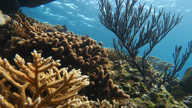 El 96% de los arrecifes de coral está en riesgo de colapso