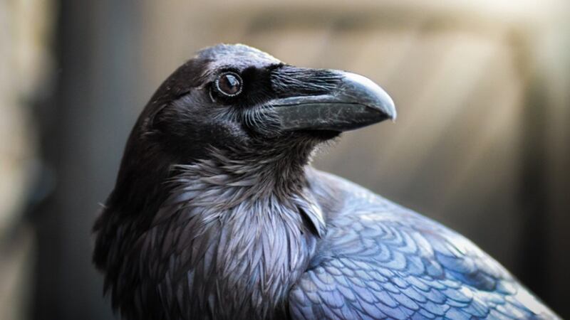 Científicos explican por qué los cuervos son de las aves más inteligentes del planeta