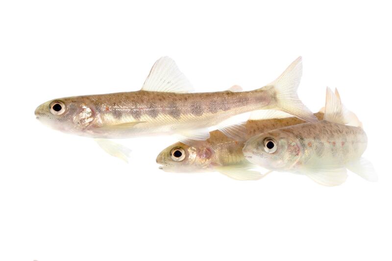 Contaminación por cocaína altera el comportamiento del salmón, según estudio