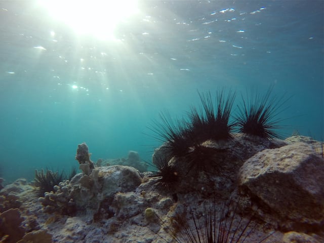El Mediterráneo se calienta y aumenta su salinidad a un ritmo sin precedentes