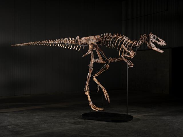 Esqueleto de dinosaurio se vende por $47.3 millones en subasta en Nueva York