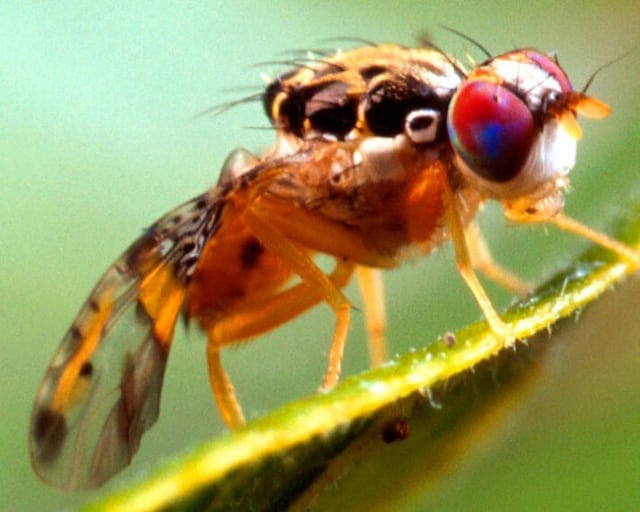 Agricultura comenzará fumigación contra la mosca del Mediterráneo en San Jua