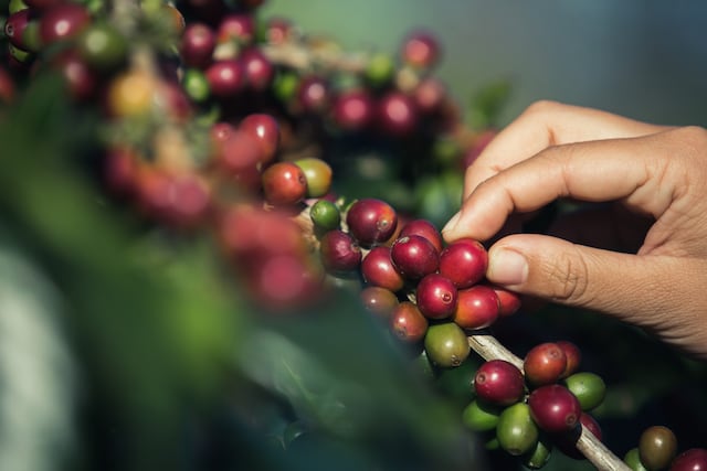 Agricultura anticipa impacto de un 20% al consumidor por alza en el café