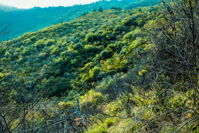 Más de 1,500 millones de hectáreas de bosque están degradadas en el mundo
