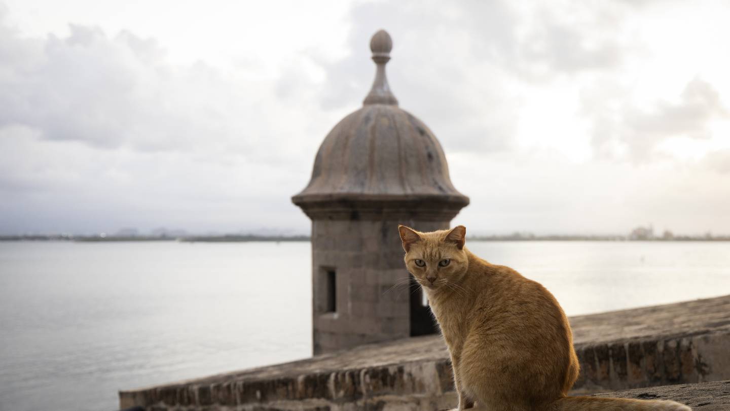 Piden más tiempo para solucionar el dilema de los gatos en el Paseo del  Morro – Metro Puerto Rico