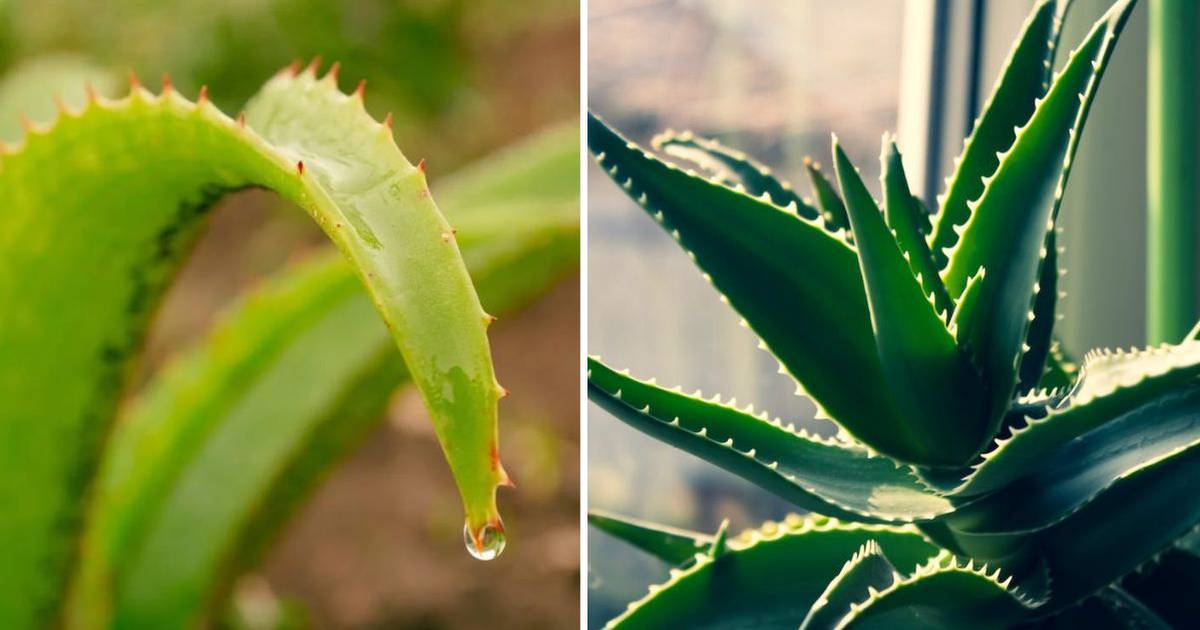 Aloe Vera Reduces Wrinkles, Hides Gray Hair and More: How to Grow Aloe Vera at Home