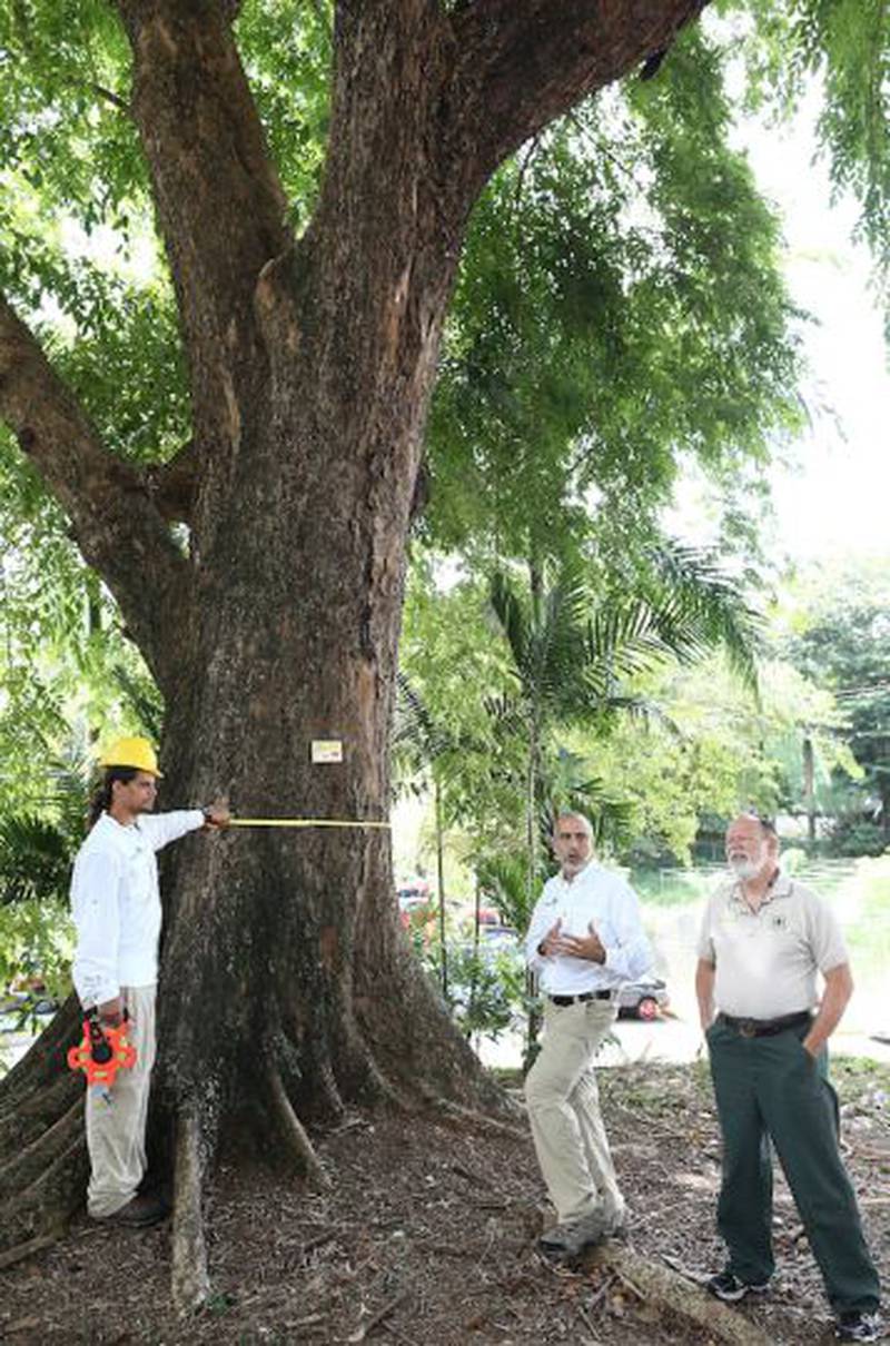 Buscan los árboles más grandes de Puerto Rico – Metro Puerto Rico