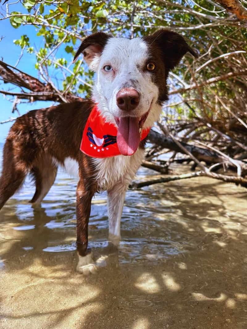 Ropa de verano para mascotas