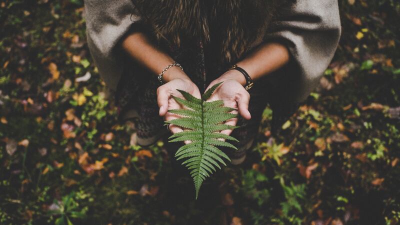 Plantas para la prosperidad