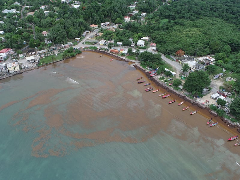 Amplias cubiertas de sargazo se extienden hacia la costa en Manchioneal, Portland, Jamaica — una de las tres zonas más afectadas de la isla.
Foto del Instituto GeoInformático Mona