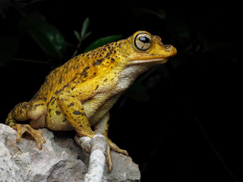 Un macho de sapo concho. La especie nativa se ha encontrado en el pasado en el norte de Puerto Rico y en dos localidades en el sur (Imagen cortesía de Jan P. Zegarra)