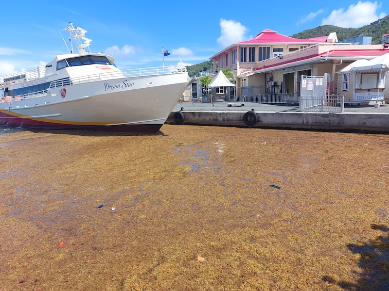 El sargazo ha causado problemas a los barcos que operan en la terminal del ferry de Road Town, Tortola, en las Islas Vírgenes Británicas (mostrado arriba el 20 de mayo de 2023).
Foto por Freeman Rogers | The BVI Beacon