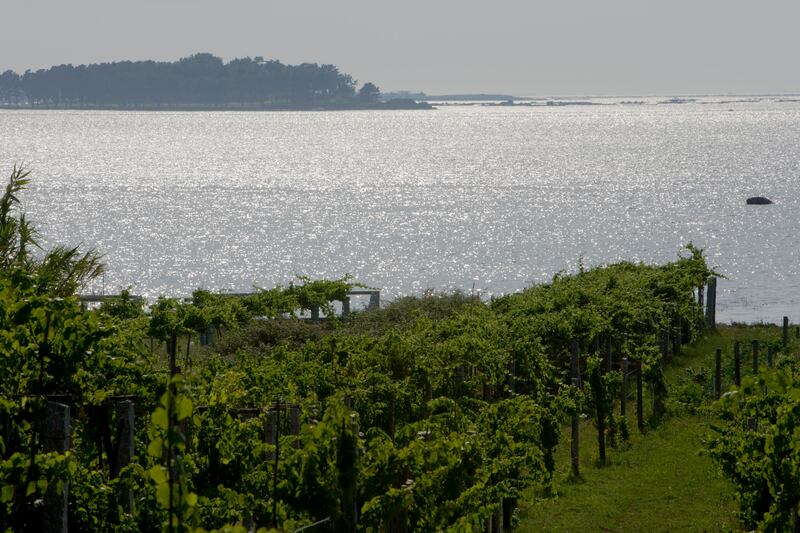 En Puerto Rico se celebró la famosa Festa do Albariño. Uno de los eventos fue una experiencia gastronómica en Orujo Taller de Gastronomía del chef Carlos Portela.