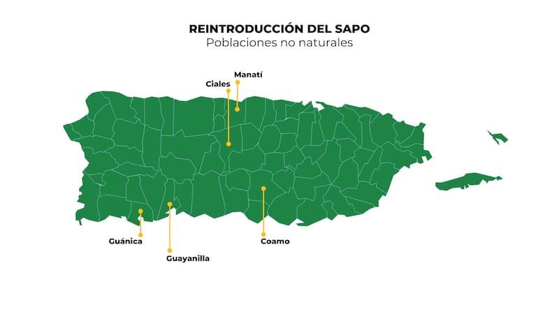 Mapa de Puerto Rico que identifica los puntos de reintroducción del sapo en poblaciones no naturales. Son los pueblos en los que se introdujo el sapo en estado en larval traído desde Estados Unidos.