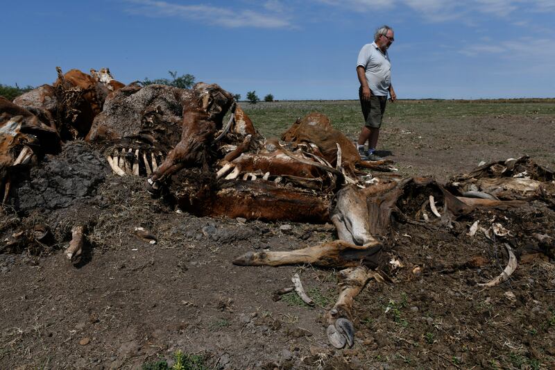 Sequía mata a miles de animales y daña cultivos en Argentina