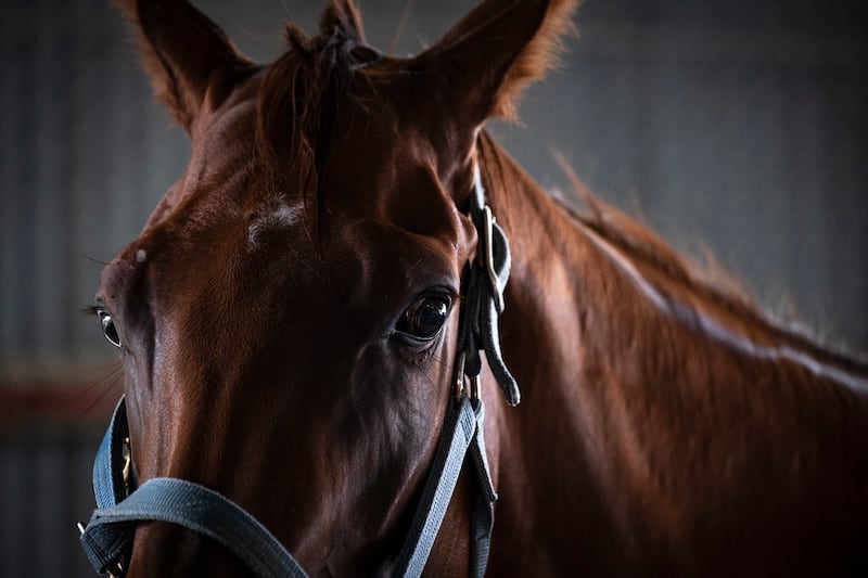 “Todo ejemplar inscrito para participar en una carrera tiene que ser trasladado para examen por los veterinarios oficiales”, según el Plan de Carreras.