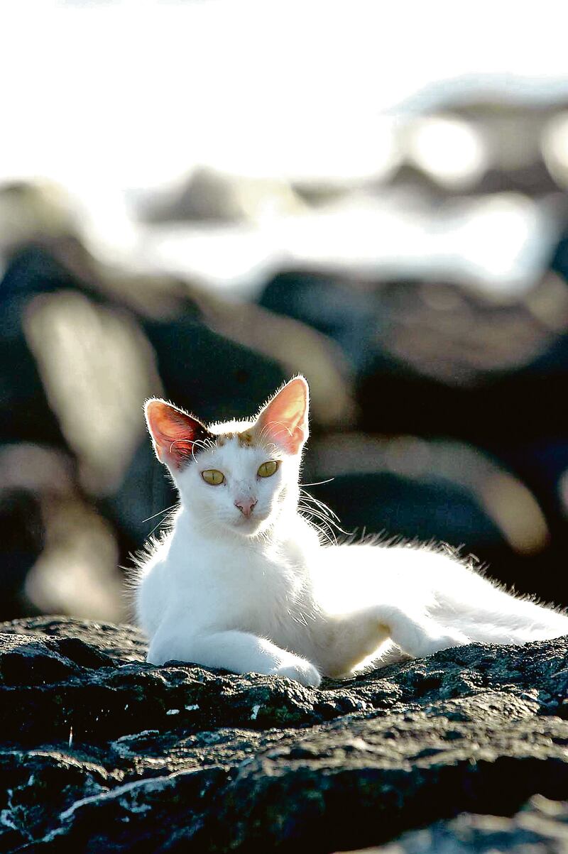 Un gato blanco acostado en un suelo rocoso mira a la cámara.