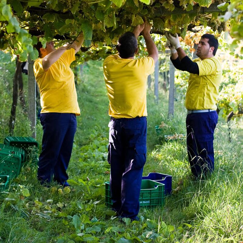 En Puerto Rico se celebró la famosa Festa do Albariño. Uno de los eventos fue una experiencia gastronómica en Orujo Taller de Gastronomía del chef Carlos Portela.