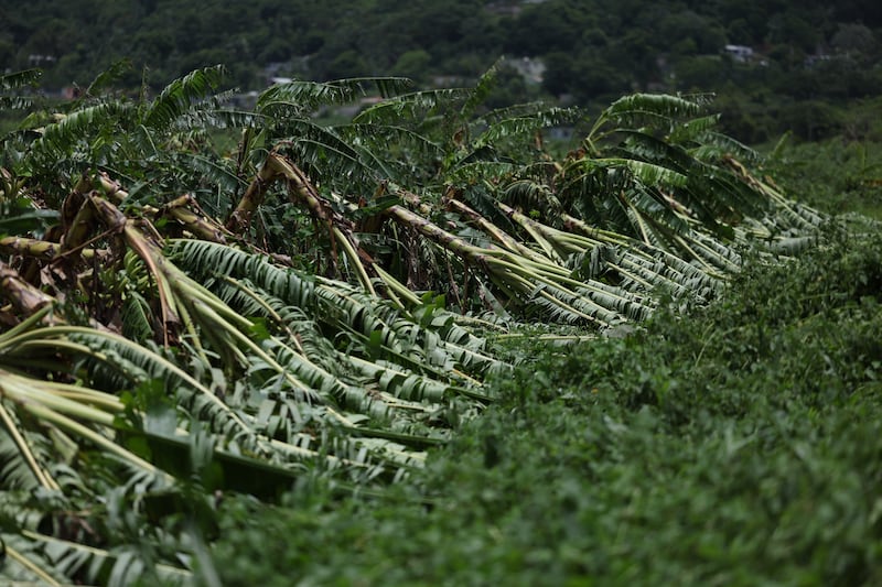 La tormenta Ernesto provocó que se perdieran muchas matas de plátano.