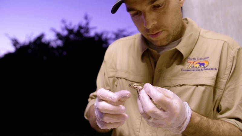 Dustin Smith, presidente del Grupo Asesor Taxonómico de Anfibios (TAG, en inglés) de la Asociación de Zoológicos y Acuarios (AZA, en inglés), sostiene a un juvenil de sapo concho