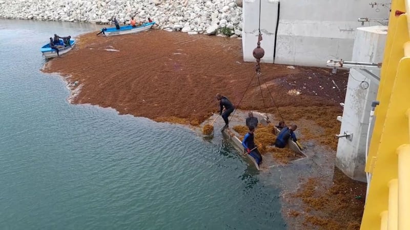 Un equipo saca sargazo en las instalaciones de la Central Termoeléctrica Punta Catalina en República Dominicana en 2023.
Foto de la Central Termoeléctrica Punta Catalina