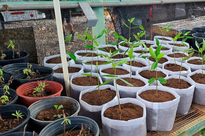 Alrededor de tres decenas de mangles pequeños, en proceso de propagación, descansan sobre una mesa.