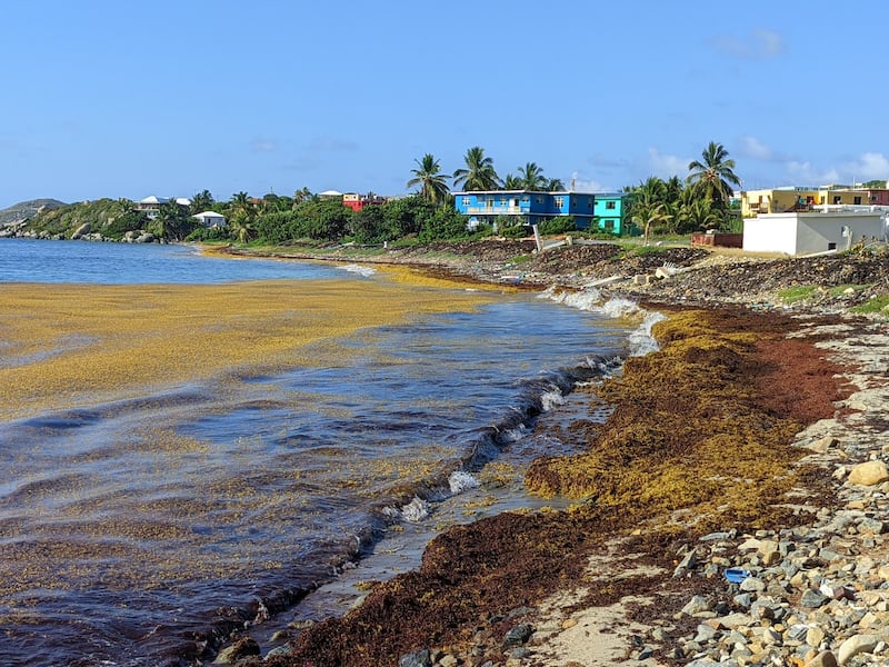 Ya para el 8 de abril de 2024 (arriba), el sargazo volvía a llegar a la costa cerca de la planta desalinizadora de Handsome Bay, Virgin Gorda, pero no se había instalado la barrera protectora prometida.
Foto suministrada