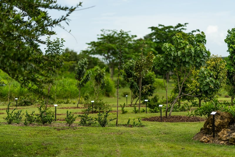 Inauguran el arboreto Miguel A. “Papo” Vives Heyliger en Manatí.