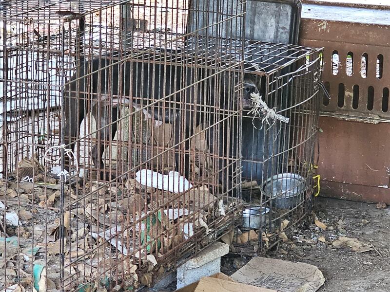 Autoridades investigan maltrato de animales en residencia de Bayamón