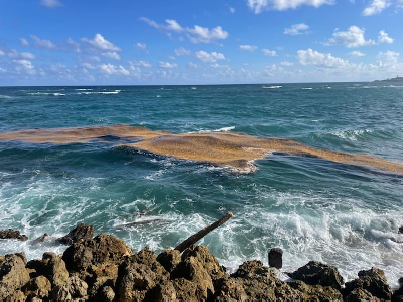 Una capa de sargazo flota en el agua.