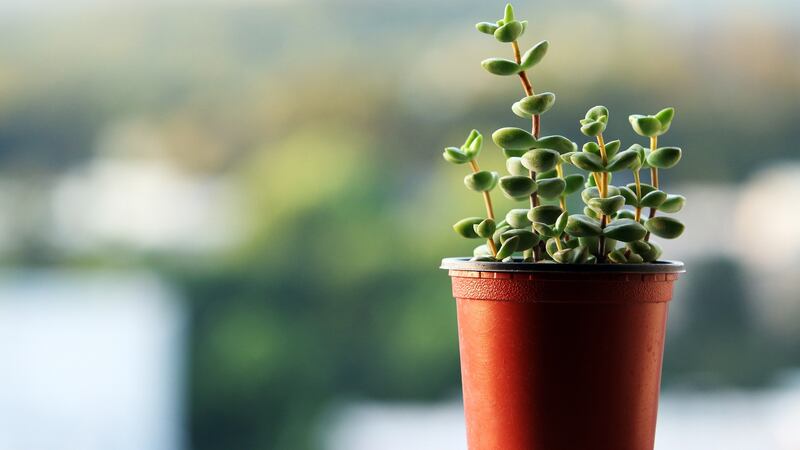 Suculenta o planta de Jade