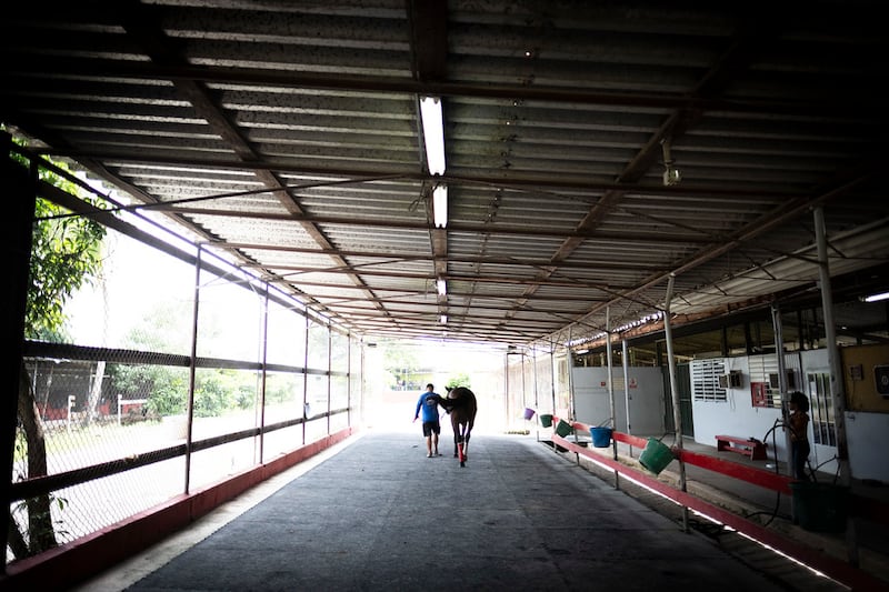 En el área de cuadras del Hipódromo Camarero hay aproximadamente 1,500 caballos activos.