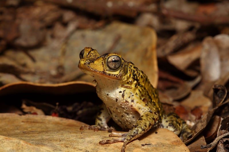 Los sapos conchos son animales nocturnos y suelen reproducirse una o dos veces al año (Imagen cortesía de Dustin C. Smith/ AZA)