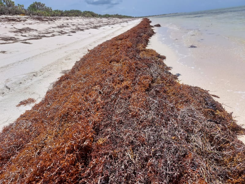 El sargazo bordea la costa en julio de 2023 en Anegada, en las Islas Vírgenes Británicas. Foto por Freeman Rogers | The BVI Beacon