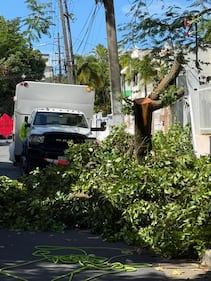 Corte de árboles en Miramar