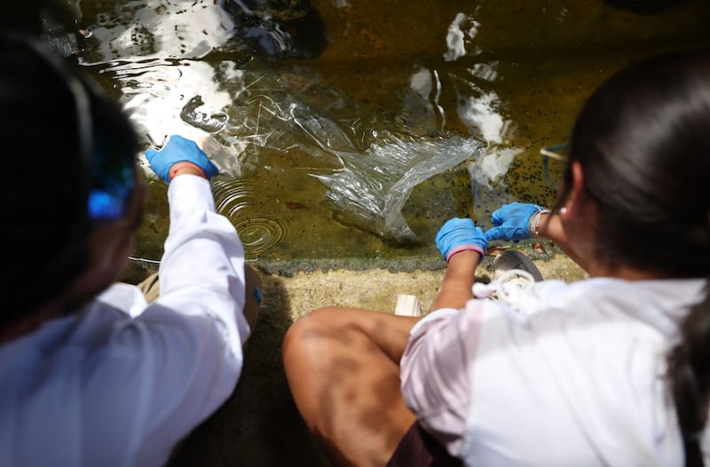 Voluntarios liberan renacuajos del sapo concho puertorriqueño en charcas artificiales ubicadas en fincas manejadas por la organización Para la Naturaleza (Imagen cortesía de Para La Naturaleza)