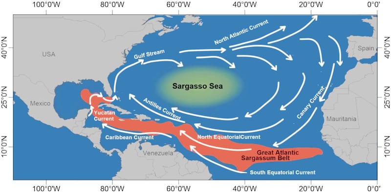 Diagrama del Gran Cinturón de Sargazo del Atlántico.
Fuente: Commercial Potential of Pelagic Sargassum spp. in Mexico, Frontiers