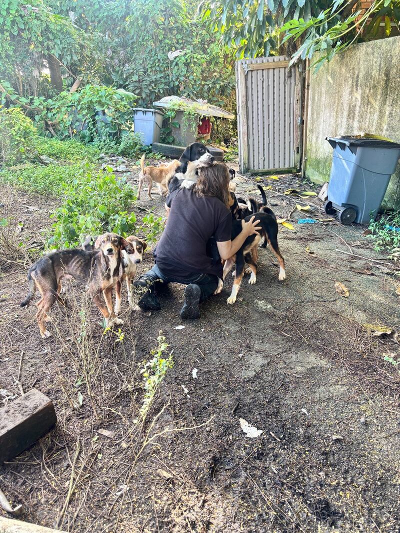 Rescate de 23 perros en Las Piedras y Humacao.