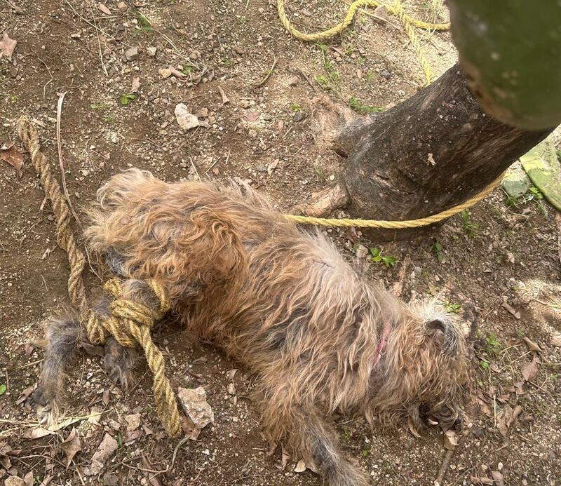 Hallan perro desnutrido y amarrado bajo el sol en Toa Baja.