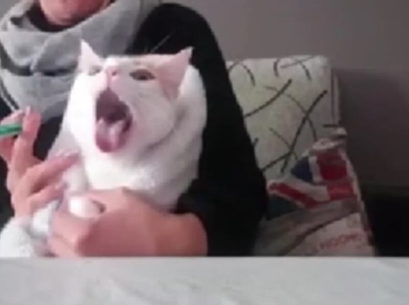 El gato reaccionó de forma inesperada