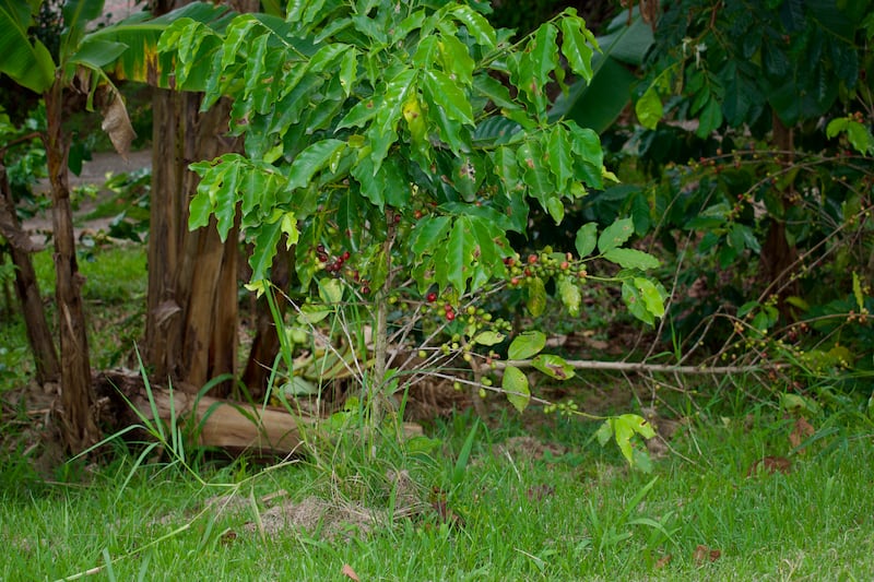 Imagen de un árbol de café en la Hacienda Margarita en Lares.